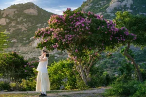 Mui Dinh’s Purple Bloom: A Breathtaking Summer Travel Guide to Vietnam’s Hidden Coastal Gem - image 7