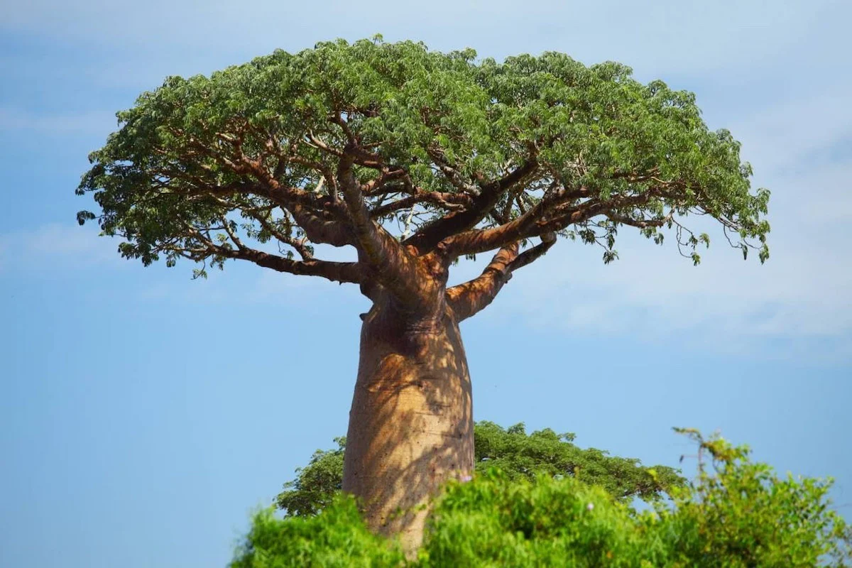 Witnessing the Majestic Tree of Life: A 3,000 Year Journey Under the Golden Sunset