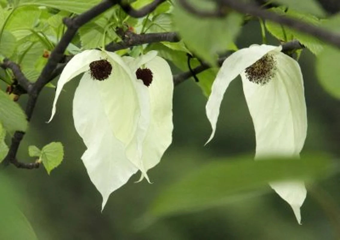 Discovering China's Precious Living Fossil: The Ancient Ginkgo