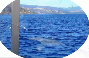 The Century-Old Mystery of Ogopogo: Canada's Legendary Lake Monster - image 6
