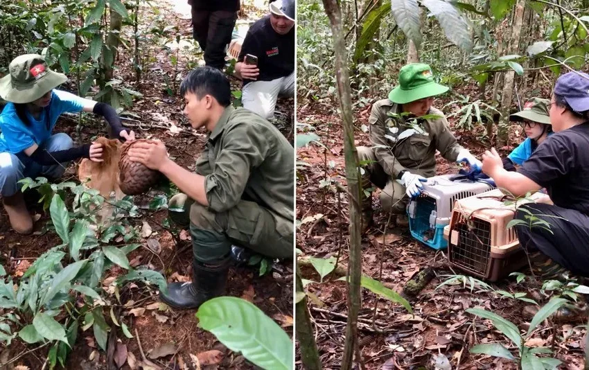 Wildlife Wonders: Camera Traps Capture 27 Rare Species in My Son Forest