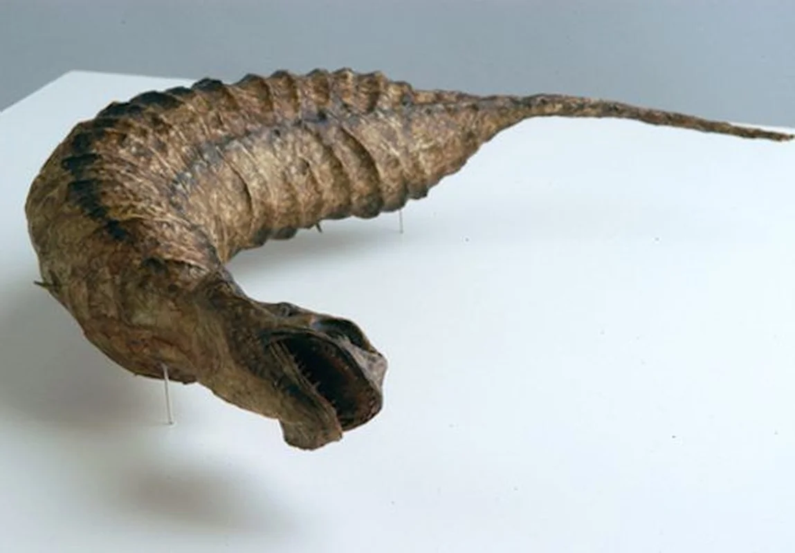Tsuchinoko là gì? Giải mã sinh vật huyền bí gây sốt tại Nhật Bản