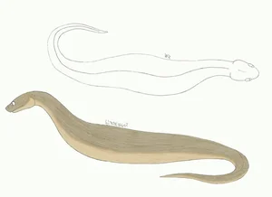 Tsuchinoko là gì? Giải mã sinh vật huyền bí gây sốt tại Nhật Bản - image 6