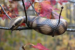 Tsuchinoko là gì? Giải mã sinh vật huyền bí gây sốt tại Nhật Bản - image 8