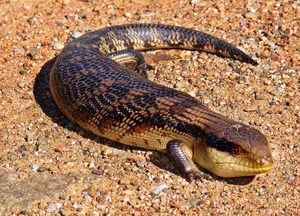 Tsuchinoko là gì? Giải mã sinh vật huyền bí gây sốt tại Nhật Bản - image 3