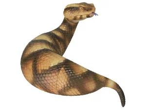 Tsuchinoko là gì? Giải mã sinh vật huyền bí gây sốt tại Nhật Bản - image 5