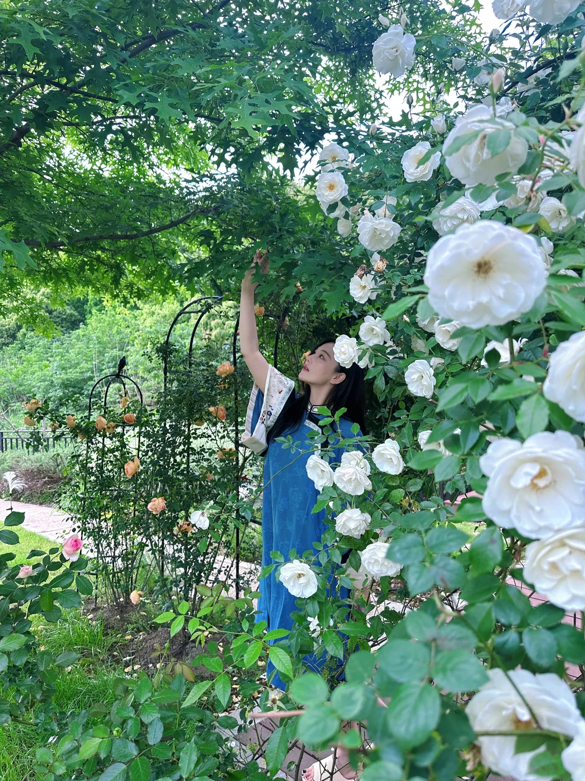 Exploring the Stunning Rose Garden of the Legendary 'Condor Heroes' Actress