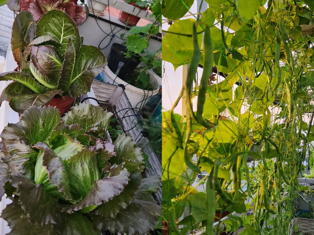 Urban Oasis: Transforming a City Rooftop into a Lush Countryside Garden