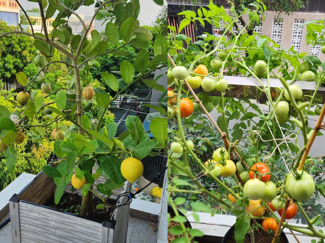 Urban Oasis: Transforming a City Rooftop into a Lush Countryside Garden