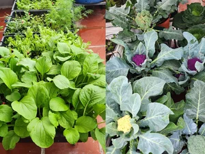 Urban Oasis: Transforming a City Rooftop into a Lush Countryside Garden - image 7