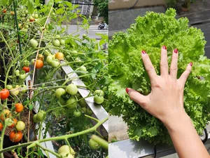 Urban Oasis: Transforming a City Rooftop into a Lush Countryside Garden - image 6