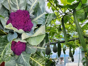 Urban Oasis: Transforming a City Rooftop into a Lush Countryside Garden - image 1