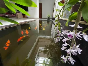 Singer Trong Tan's Unique 'Countryside' Oasis Amidst the City - image 1