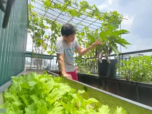 Singer Trong Tan's Unique 'Countryside' Oasis Amidst the City - image 3