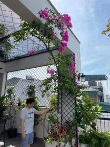 Singer Trong Tan's Unique 'Countryside' Oasis Amidst the City - image 0