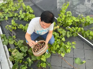 Singer Trong Tan's Unique 'Countryside' Oasis Amidst the City - image 12