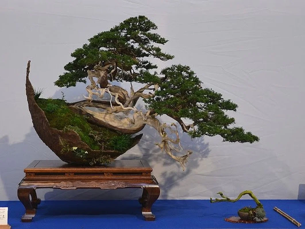 The Art of Living Sculptures: Exploring the World’s 10 Most Exquisite and Unique Bonsai Masterpieces