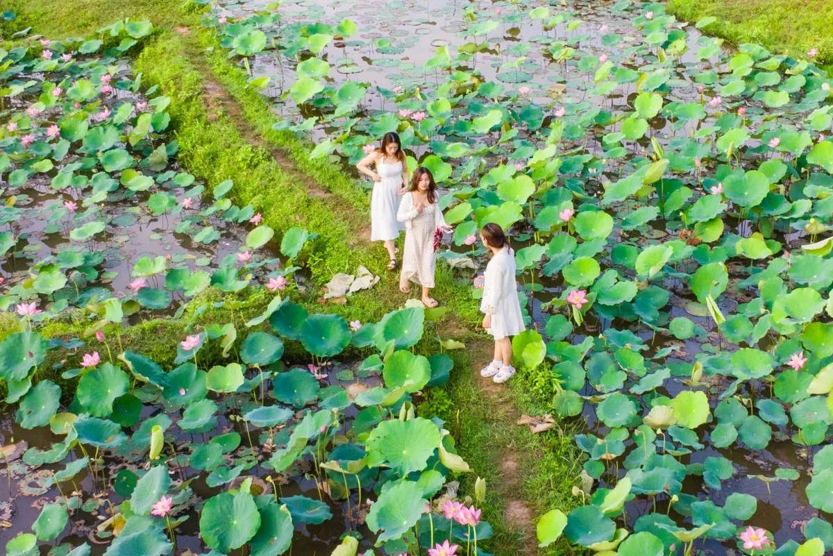 Discover the Breathtaking Beauty of the Lotus Blooming Season in Tra Ly