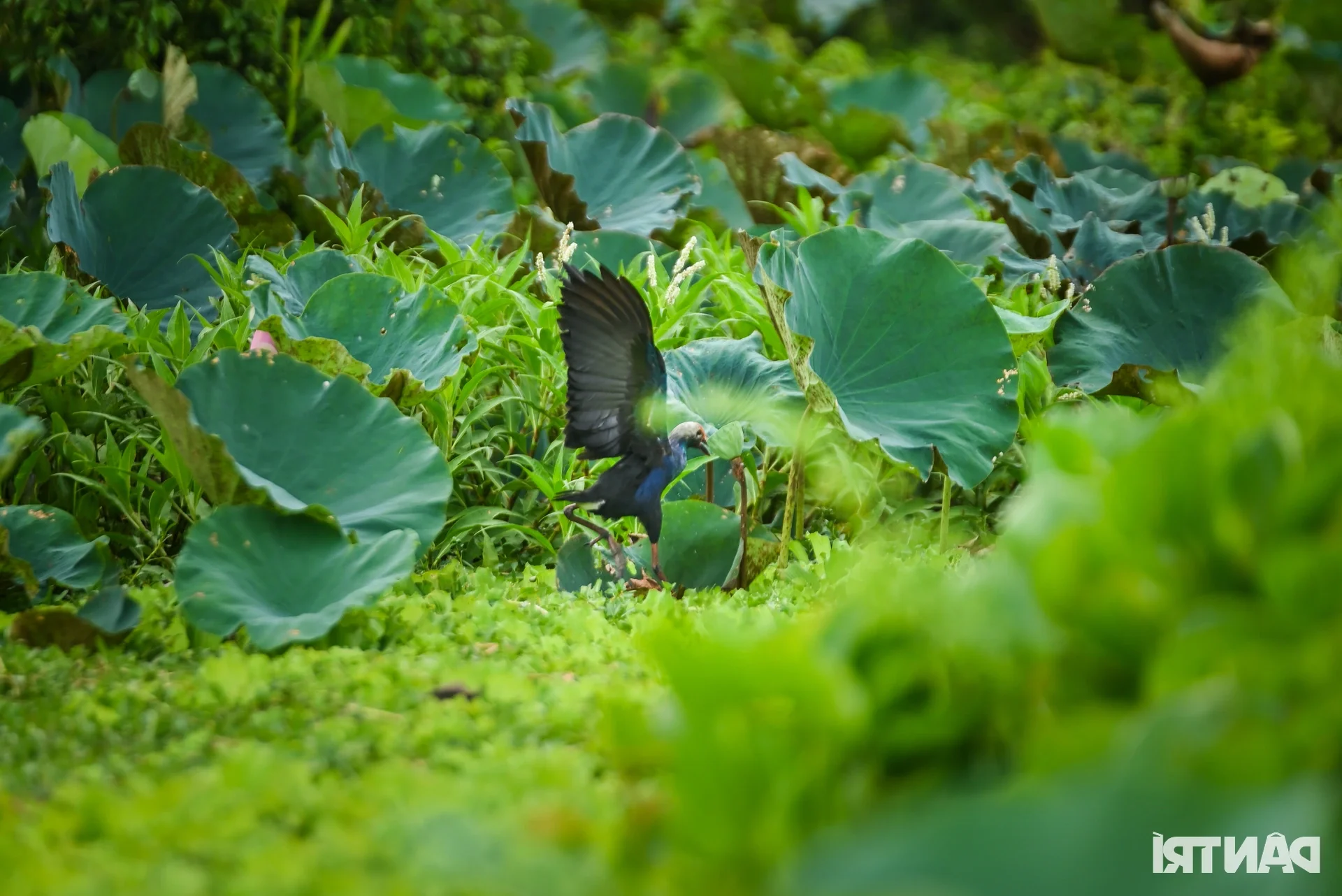 Discover the Unique Bird Sanctuaries in An Giang's Seven Mountains Region