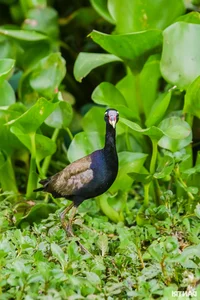 Discover the Unique Bird Sanctuaries in An Giang's Seven Mountains Region - image 8