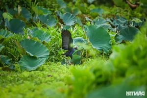 Discover the Unique Bird Sanctuaries in An Giang's Seven Mountains Region - image 0