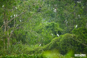 Discover the Unique Bird Sanctuaries in An Giang's Seven Mountains Region - image 12