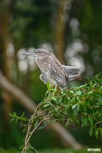 Discover the Unique Bird Sanctuaries in An Giang's Seven Mountains Region - image 2