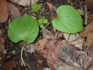 The Rarest Plant in the World: A Treasure Found in Vietnam’s Red Book - image 0