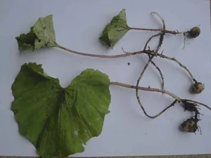 The Rarest Plant in the World: A Treasure Found in Vietnam’s Red Book - image 4
