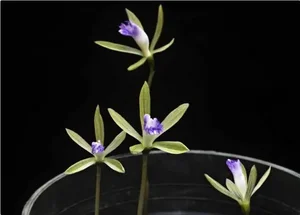 The Rarest Plant in the World: A Treasure Found in Vietnam’s Red Book - image 3