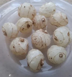The Rarest Plant in the World: A Treasure Found in Vietnam’s Red Book - image 1