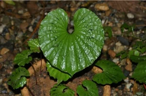 The Rarest Plant in the World: A Treasure Found in Vietnam’s Red Book - image 7