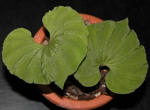 The Rarest Plant in the World: A Treasure Found in Vietnam’s Red Book - image 5