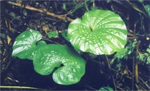The Rarest Plant in the World: A Treasure Found in Vietnam’s Red Book - image 6