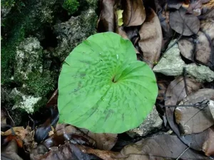 The Rarest Plant in the World: A Treasure Found in Vietnam’s Red Book - image 2
