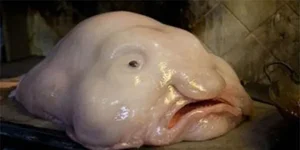 Discover Earth Ugliest Animals and Their Amazing Adaptations - image 6