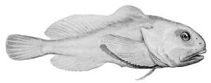 Discover Earth Ugliest Animals and Their Amazing Adaptations - image 2