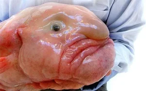 Discover Earth Ugliest Animals and Their Amazing Adaptations - image 1