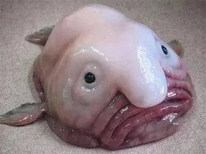 Discover Earth Ugliest Animals and Their Amazing Adaptations - image 5