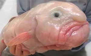 Discover Earth Ugliest Animals and Their Amazing Adaptations - image 4