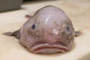Discover Earth Ugliest Animals and Their Amazing Adaptations - image 0