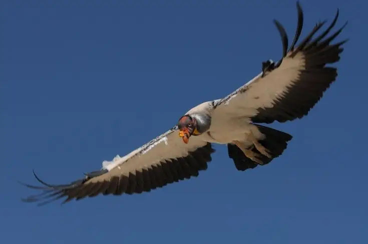 King Vulture: Unveiling the Striking Appearance of the Planet's Most Bizarre Scavenger in Flight