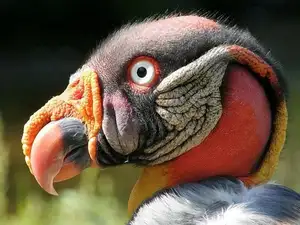 King Vulture: Unveiling the Striking Appearance of the Planet's Most Bizarre Scavenger in Flight - image 6