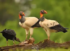 King Vulture: Unveiling the Striking Appearance of the Planet's Most Bizarre Scavenger in Flight - image 1