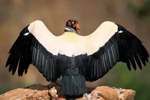 King Vulture: Unveiling the Striking Appearance of the Planet's Most Bizarre Scavenger in Flight - image 2