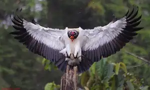 King Vulture: Unveiling the Striking Appearance of the Planet's Most Bizarre Scavenger in Flight - image 8