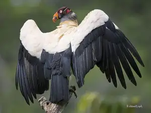 King Vulture: Unveiling the Striking Appearance of the Planet's Most Bizarre Scavenger in Flight - image 0