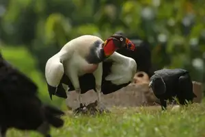 King Vulture: Unveiling the Striking Appearance of the Planet's Most Bizarre Scavenger in Flight - image 7