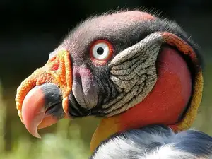 King Vulture: Unveiling the Striking Appearance of the Planet's Most Bizarre Scavenger in Flight - image 5
