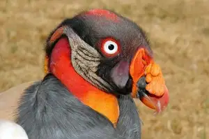 King Vulture: Unveiling the Striking Appearance of the Planet's Most Bizarre Scavenger in Flight - image 3